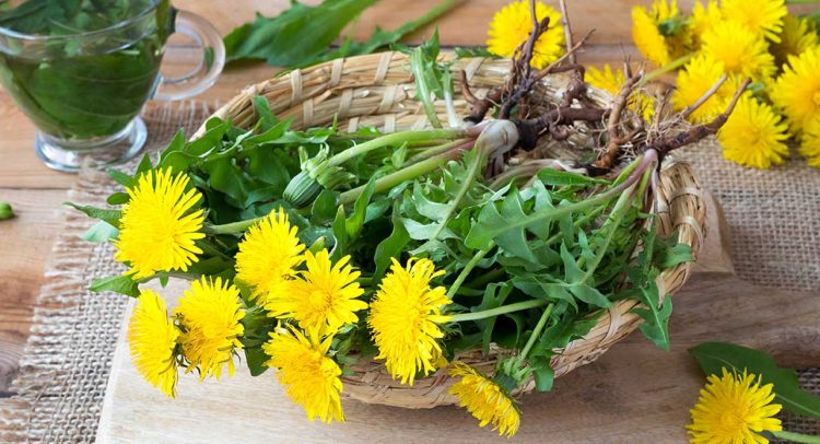 How Dandelion Benefits Your Liver