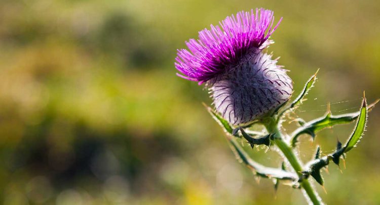 St Mary’s Thistle Reduces Chemotherapy Side Effects