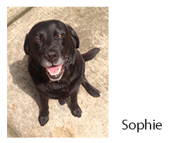 Liver-Doctor-Sophie