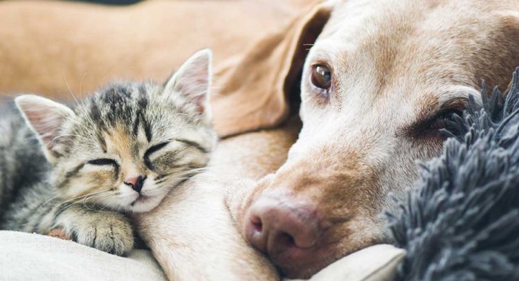 Liver Problems In Dogs, Cats And Horses