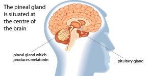 Liver-Doctor-Sleep-Melatonin-And-Cancer