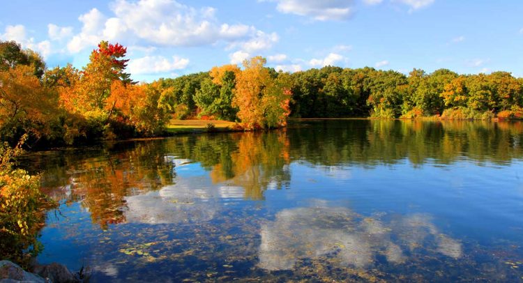 Diabetes Medication Is Harming The Fish In Lake Michigan