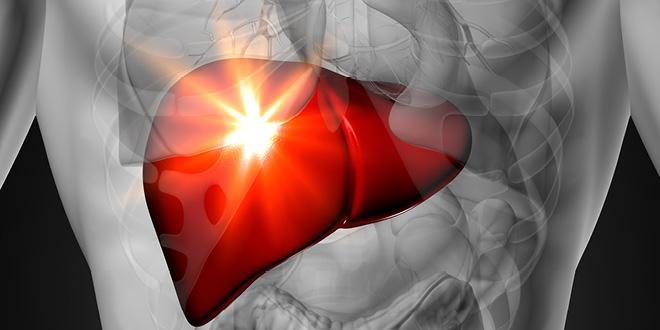The Liver is the Master Chemist