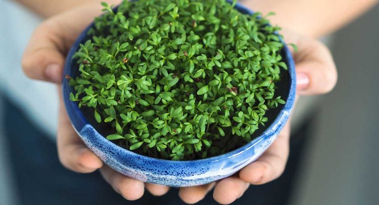 Watercress Helps To Detoxify A Smoker’s Body
