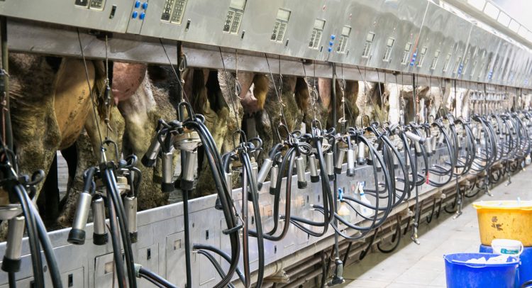 Cow’s Milk Linked To Type 1 Diabetes