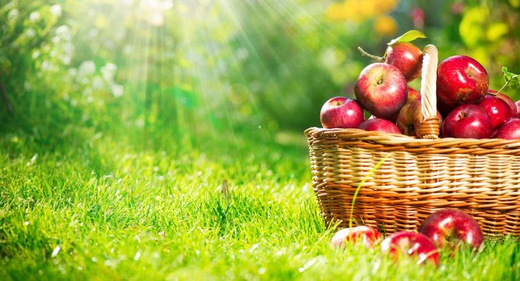 Apples Can Heal Your Gut