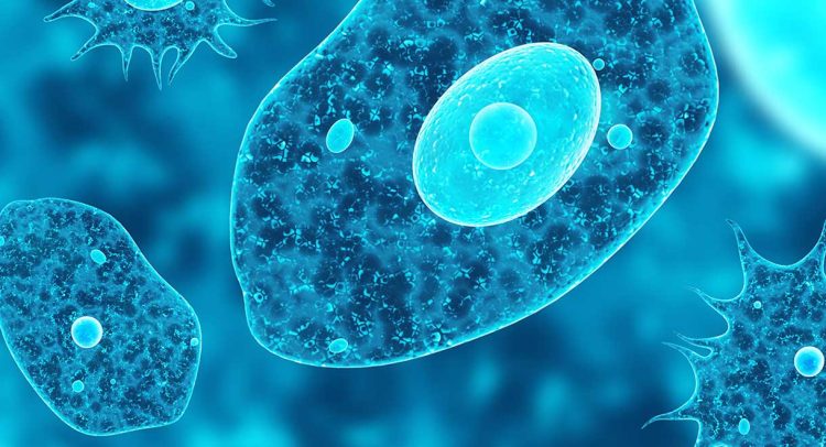 Parasites That Infect Humans