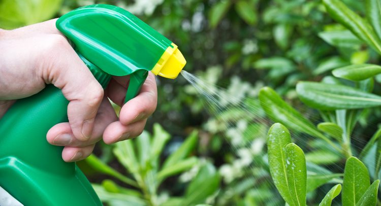 Pesticide Linked To Fatty Liver