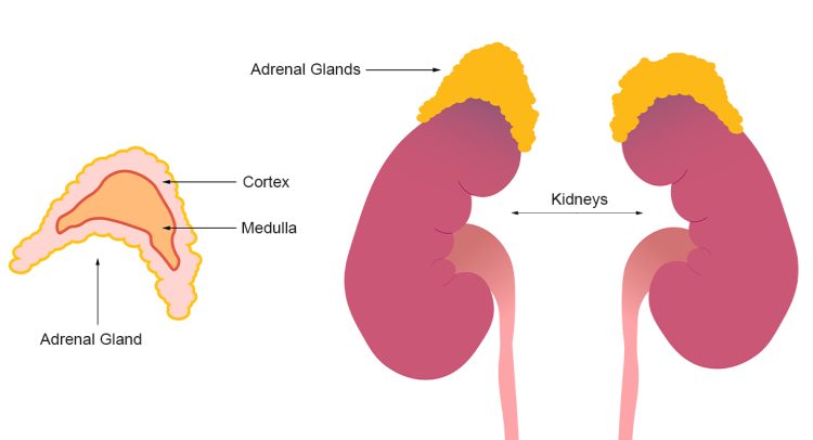 Stress – Is It Harming Your Adrenal Glands?