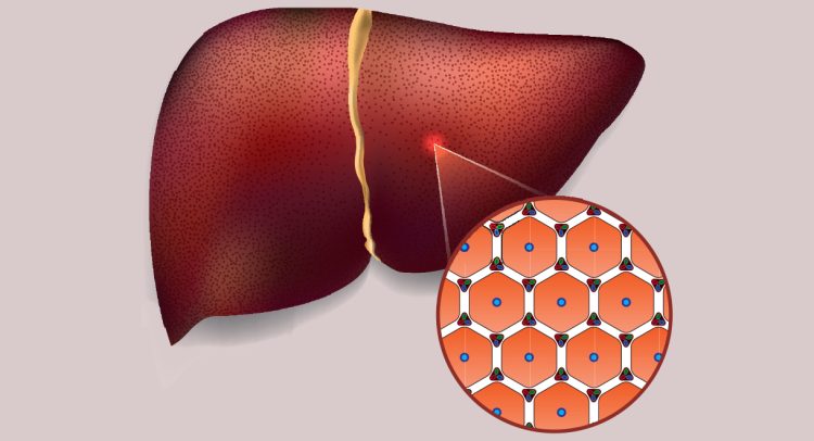 Are Your Liver Cells Dying?