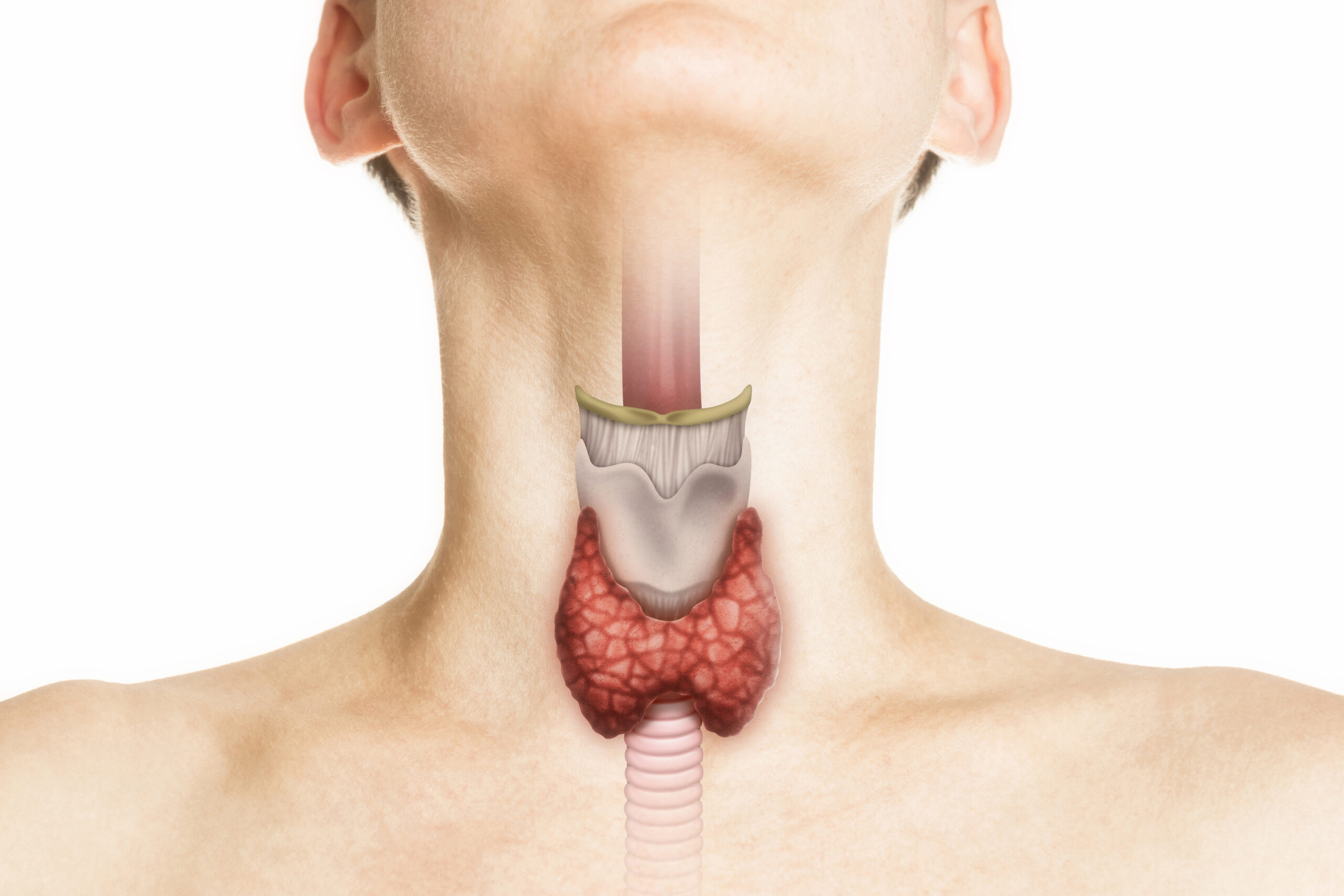 Thyroid Gland