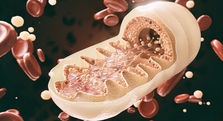 How To Have Healthy Mitochondria